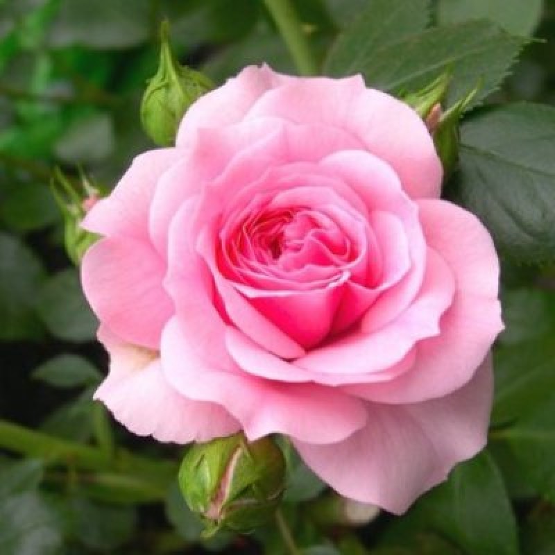Hybrid Grafted Pink Rose Plant | Premium Baby Pink Rose | Long-Lasting Flowering Rose Plant — photo 2