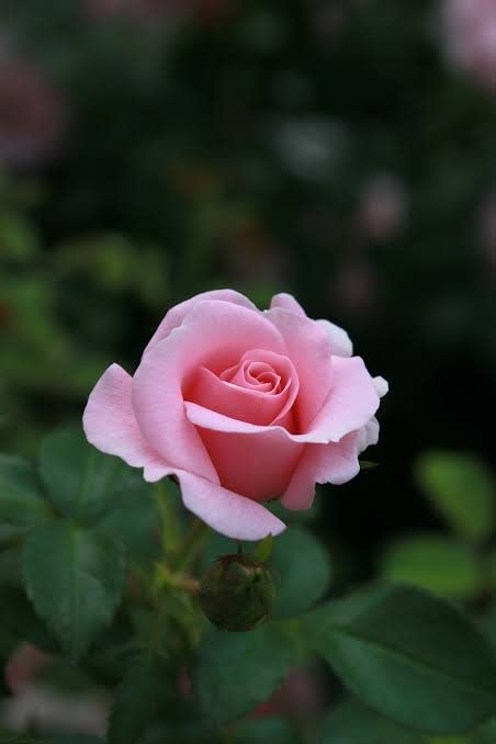 Hybrid Grafted Pink Rose Plant | Premium Baby Pink Rose | Long-Lasting Flowering Rose Plant — photo 3