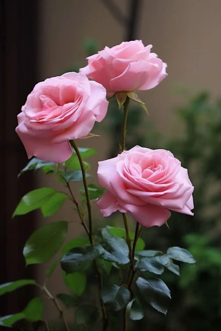 Hybrid Grafted Pink Rose Plant | Premium Baby Pink Rose | Long-Lasting Flowering Rose Plant — photo 4