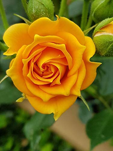 Hybrid Yellow Rose Plant | Premium Grafted Flowering Rose
