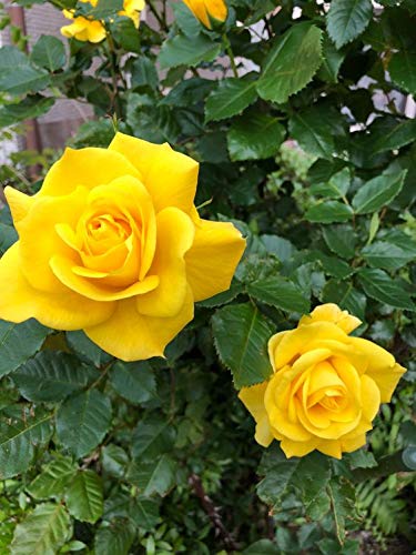 Hybrid Yellow Rose Plant | Premium Grafted Flowering Rose — photo 2
