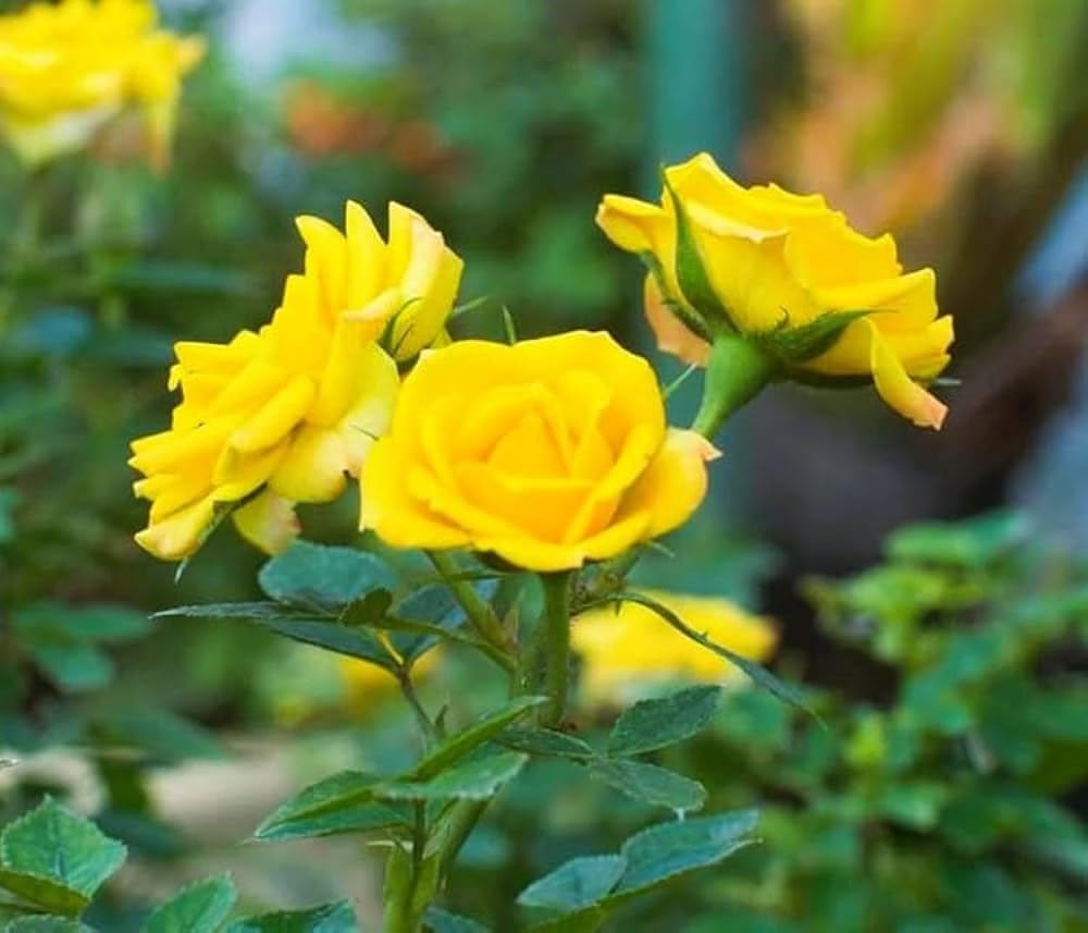 Hybrid Yellow Rose Plant | Premium Grafted Flowering Rose — photo 3