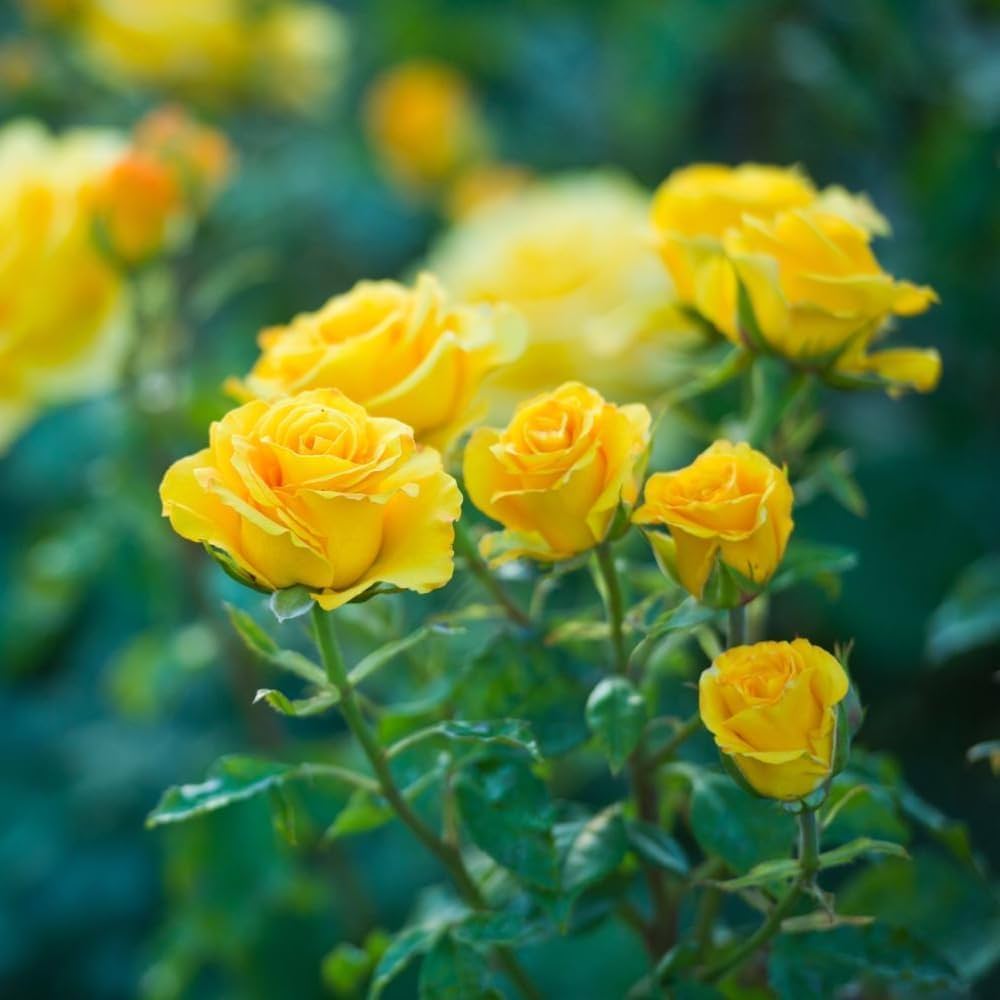 Hybrid Yellow Rose Plant | Premium Grafted Flowering Rose — photo 4