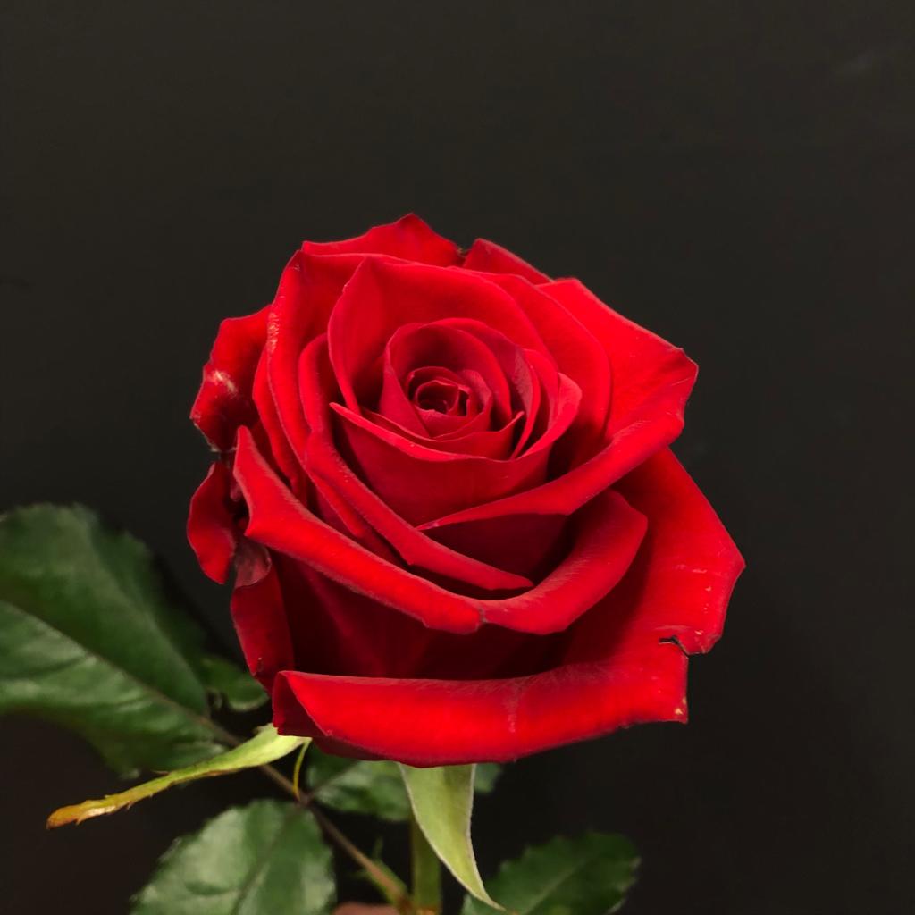 Hybrid Grafted Red Rose | Premium Velvet Flowering Plant