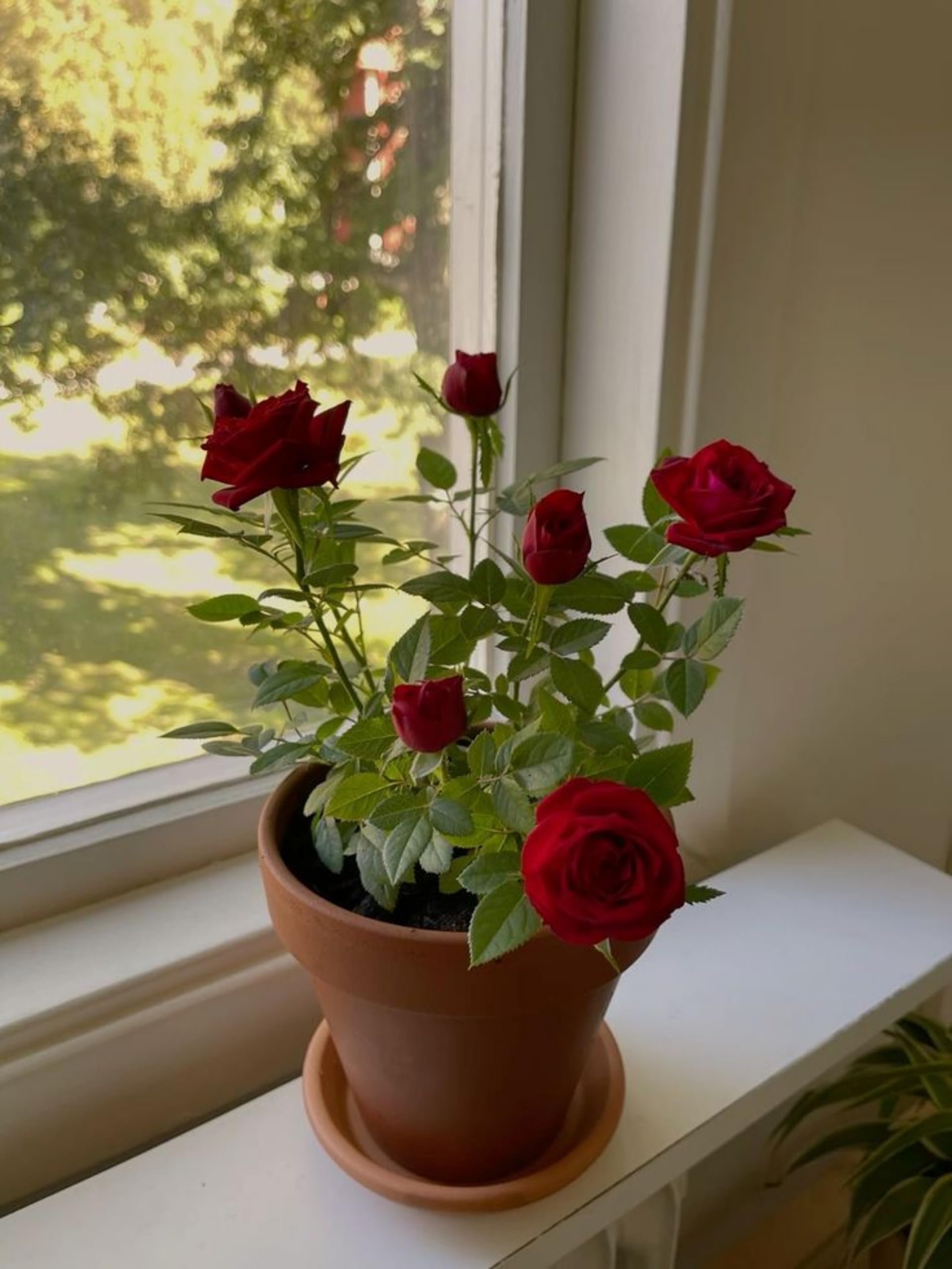 Hybrid Grafted Red Rose | Premium Velvet Flowering Plant — photo 2