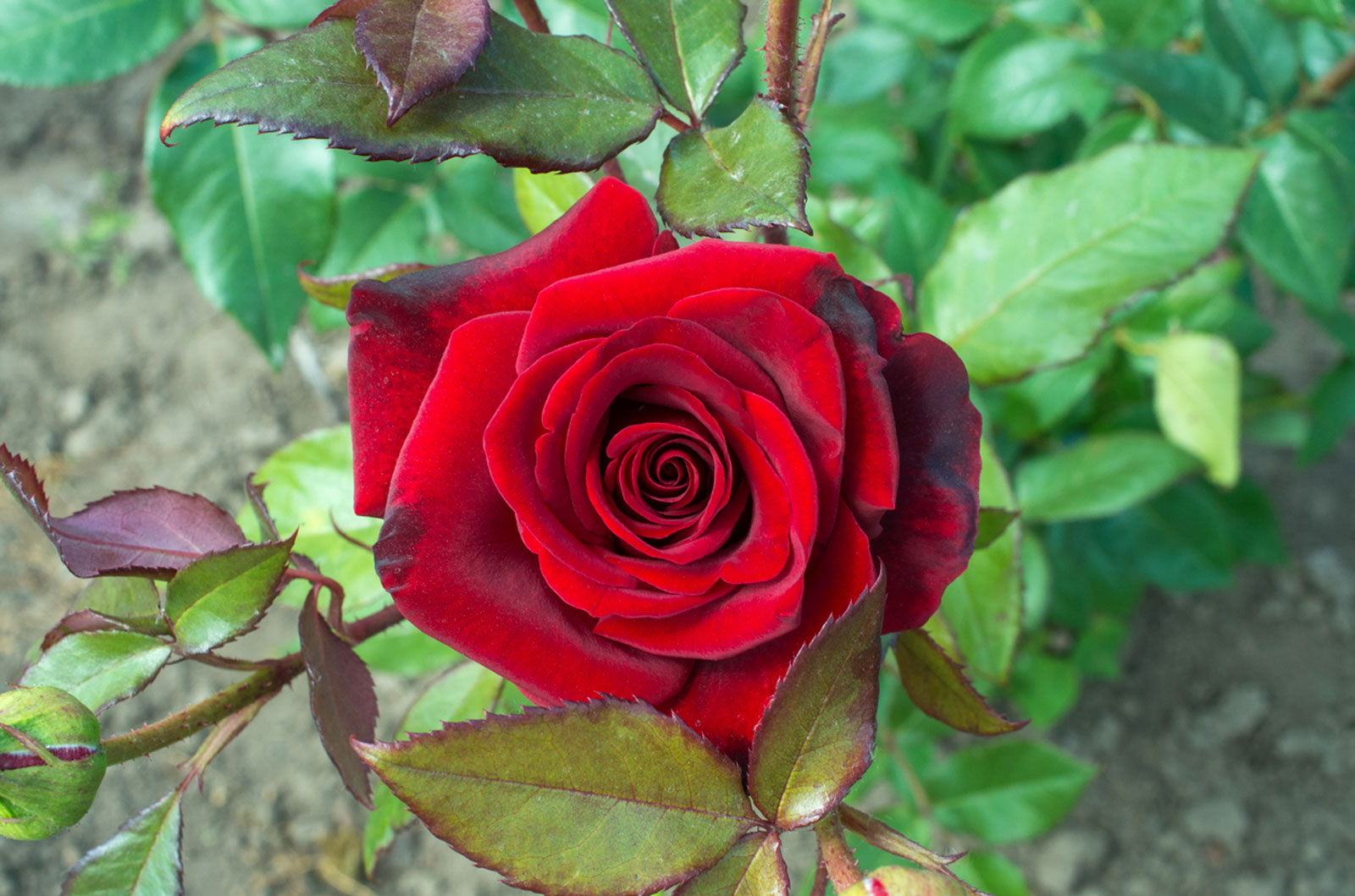 Hybrid Grafted Red Rose | Premium Velvet Flowering Plant — photo 3