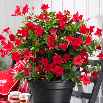 Red Mandevilla Flowering Plant | Premium Climbing Garden Plant