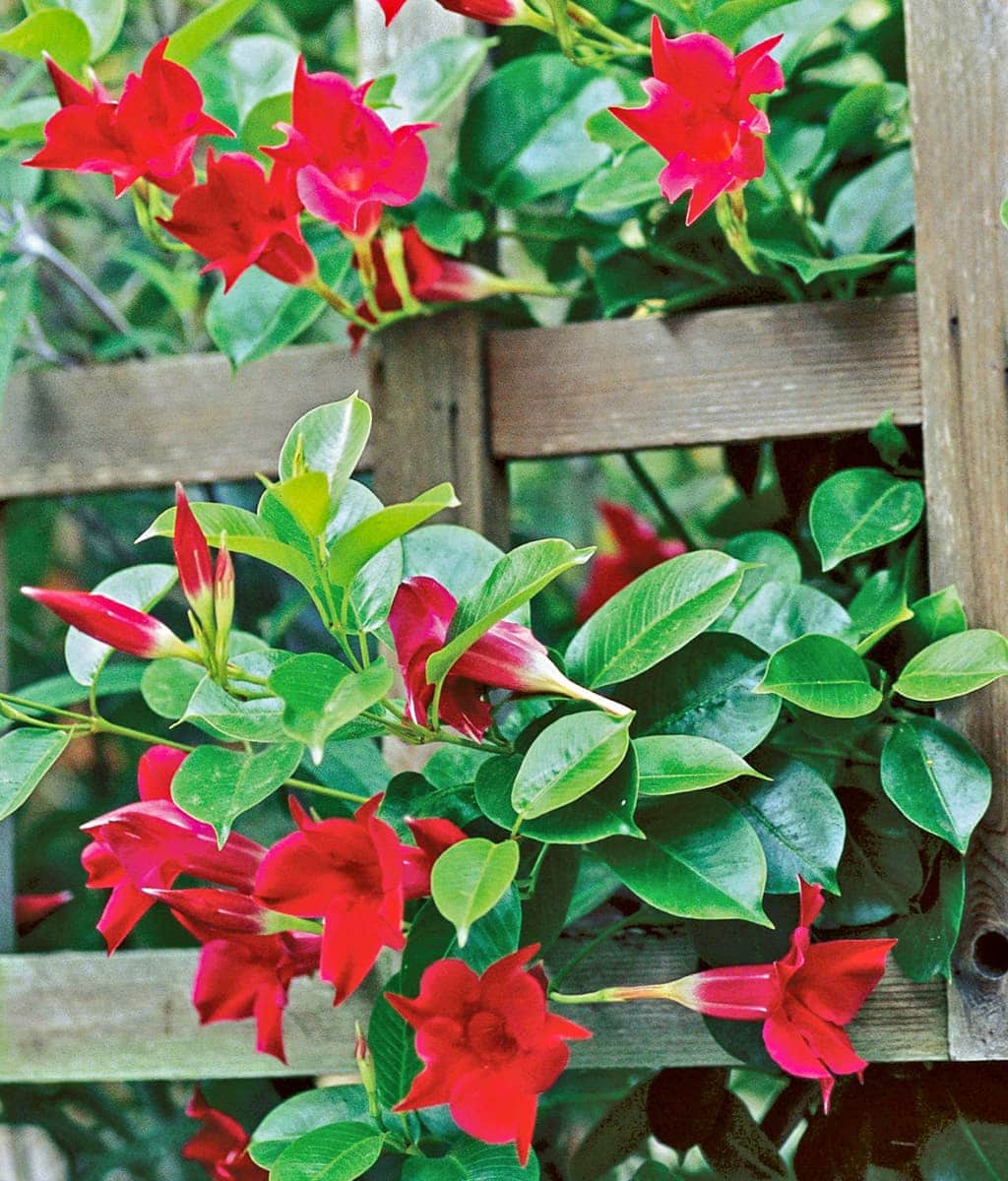 Red Mandevilla Flowering Plant | Premium Climbing Garden Plant — photo 2