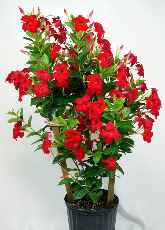 Red Mandevilla Flowering Plant | Premium Climbing Garden Plant — photo 3