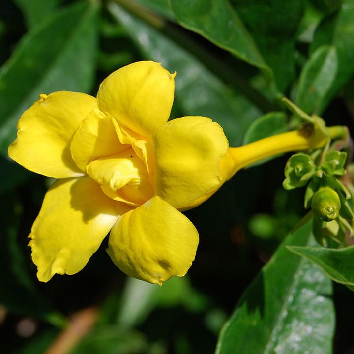 Allamanda Yellow Flowering Plant | Golden Trumpet Vine