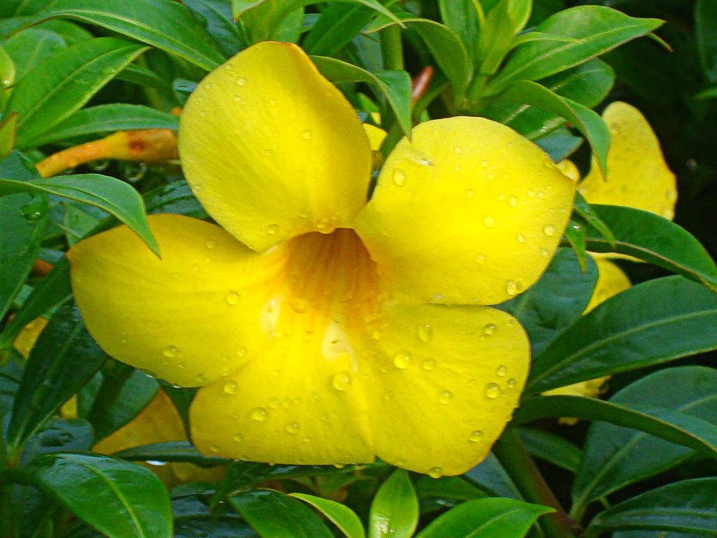 Allamanda Yellow Flowering Plant | Golden Trumpet Vine — photo 2