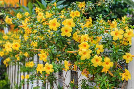 Allamanda Yellow Flowering Plant | Golden Trumpet Vine — photo 3