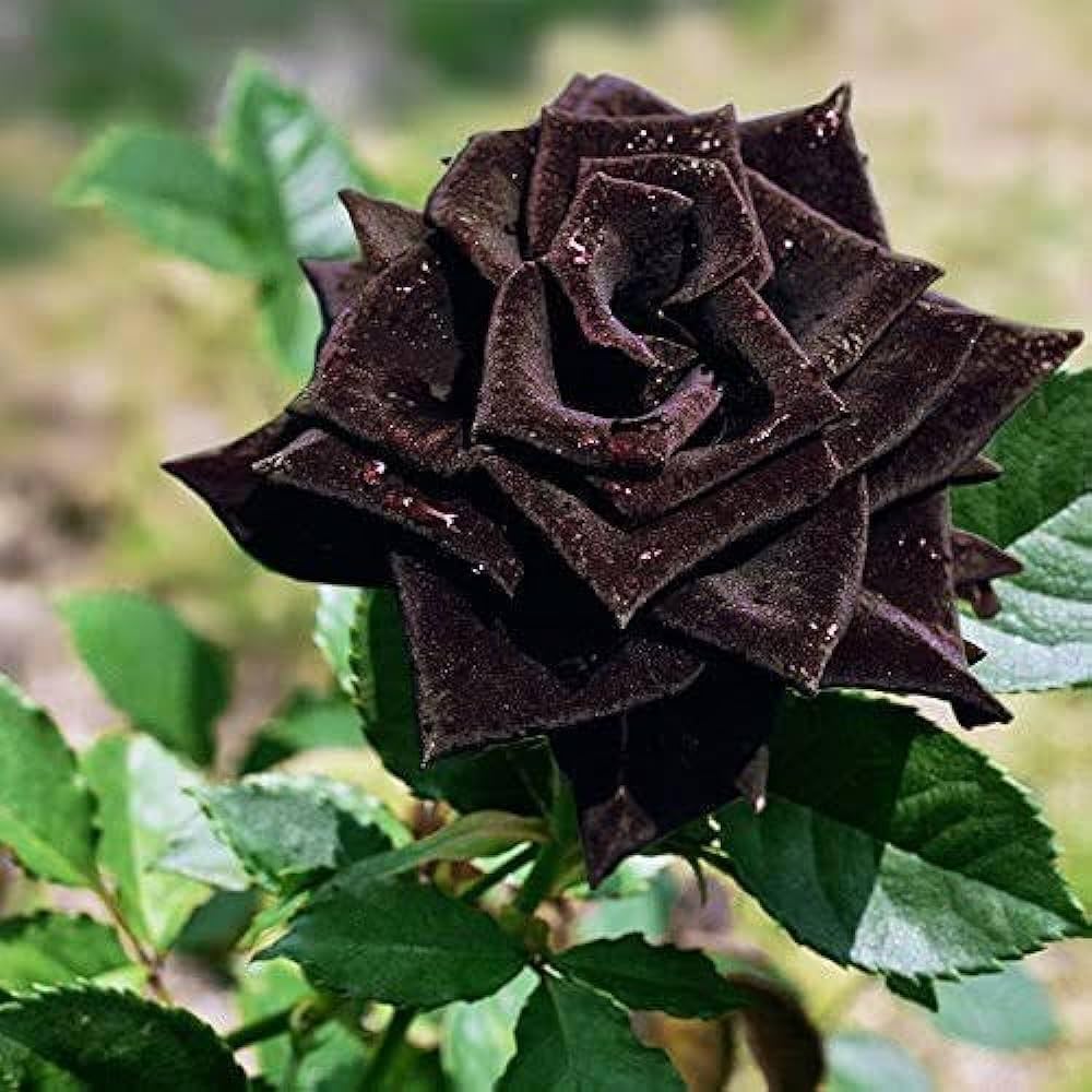 Black Rose Grafted Plant | Rare Velvet Exotic Flowering Rose