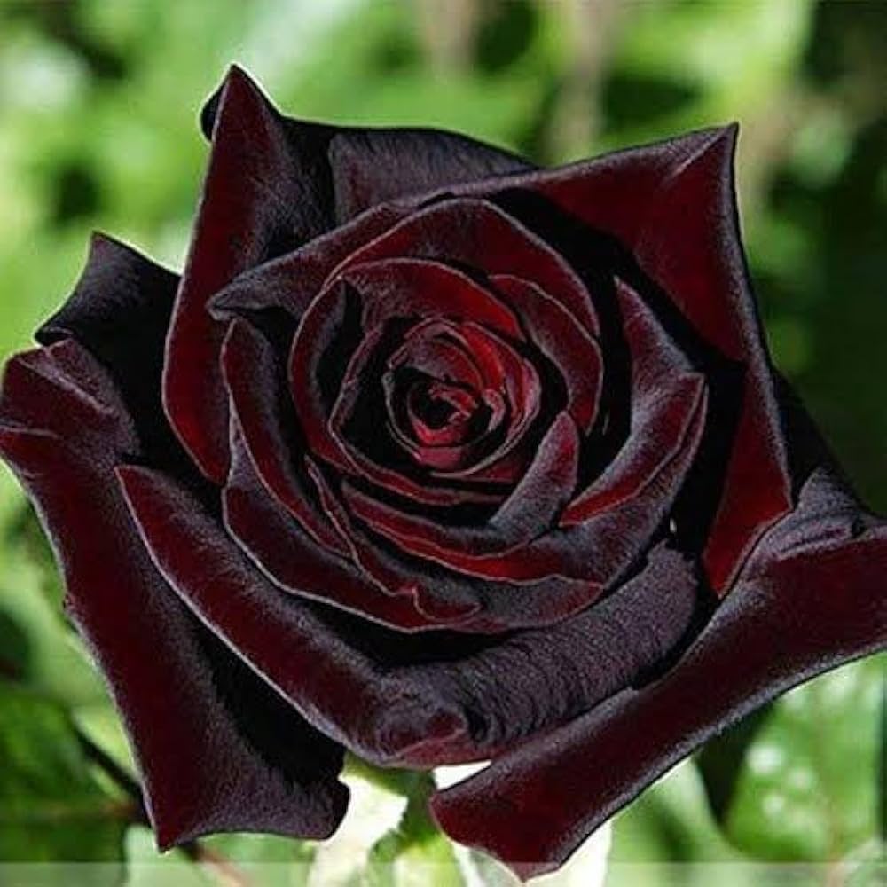 Black Rose Grafted Plant | Rare Velvet Exotic Flowering Rose — photo 2