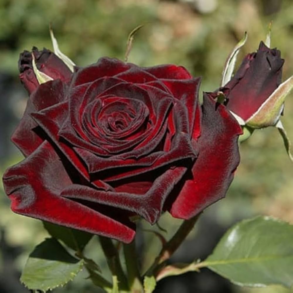 Black Rose Grafted Plant | Rare Velvet Exotic Flowering Rose — photo 3