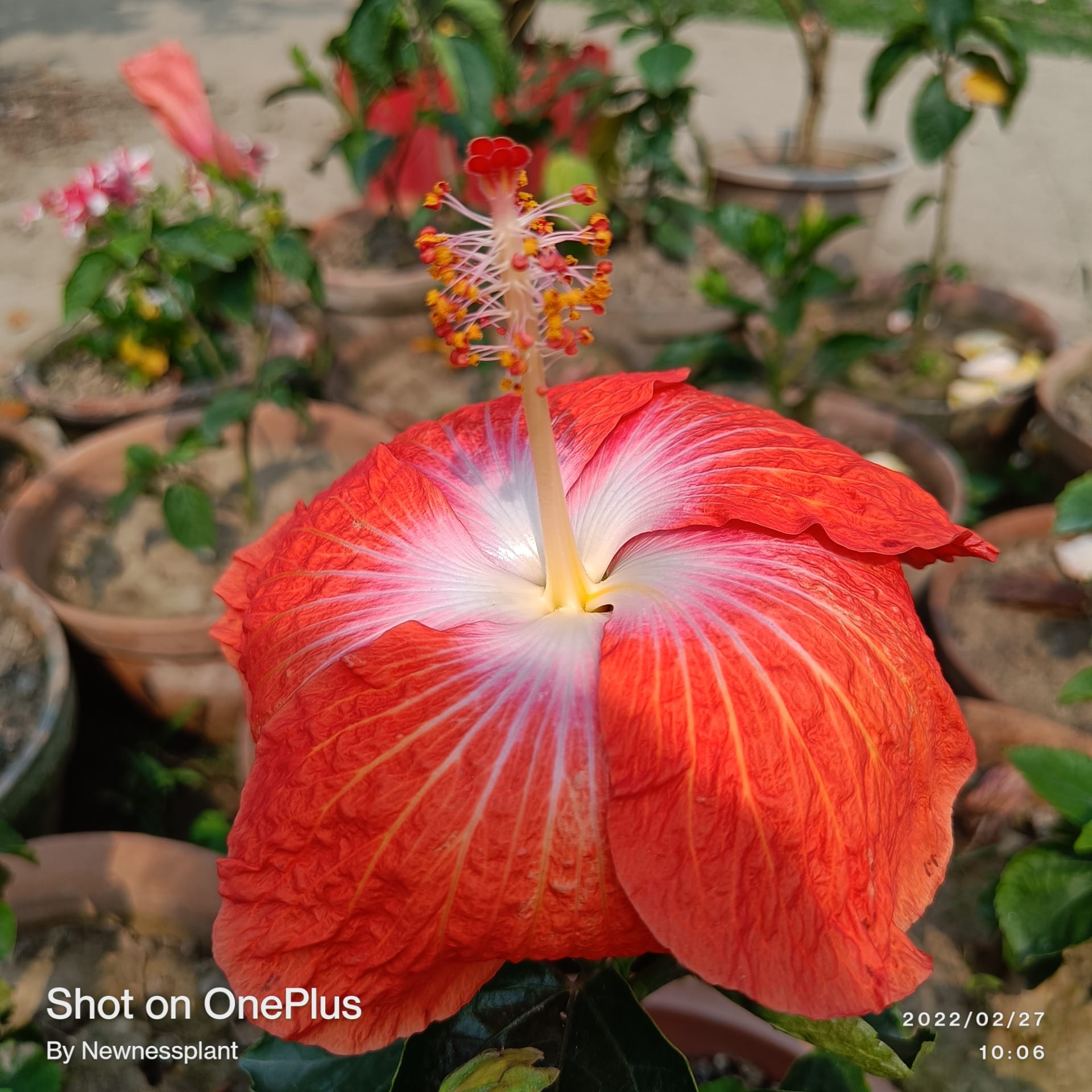 Austrian Red – White Vein Hibiscus | Premium Grafted Flowering Plant