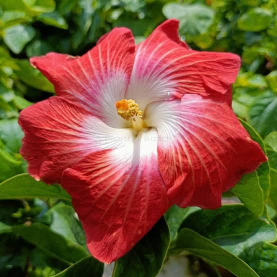 Austrian Red – White Vein Hibiscus | Premium Grafted Flowering Plant — photo 2