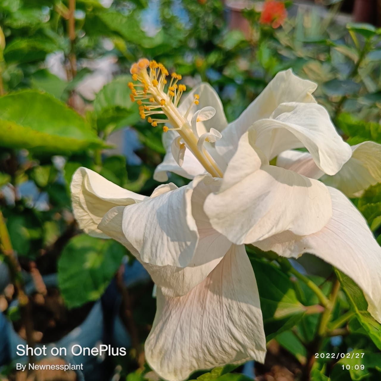 Austrian White Thoka Hibiscus | Premium Grafted Flowering Plant