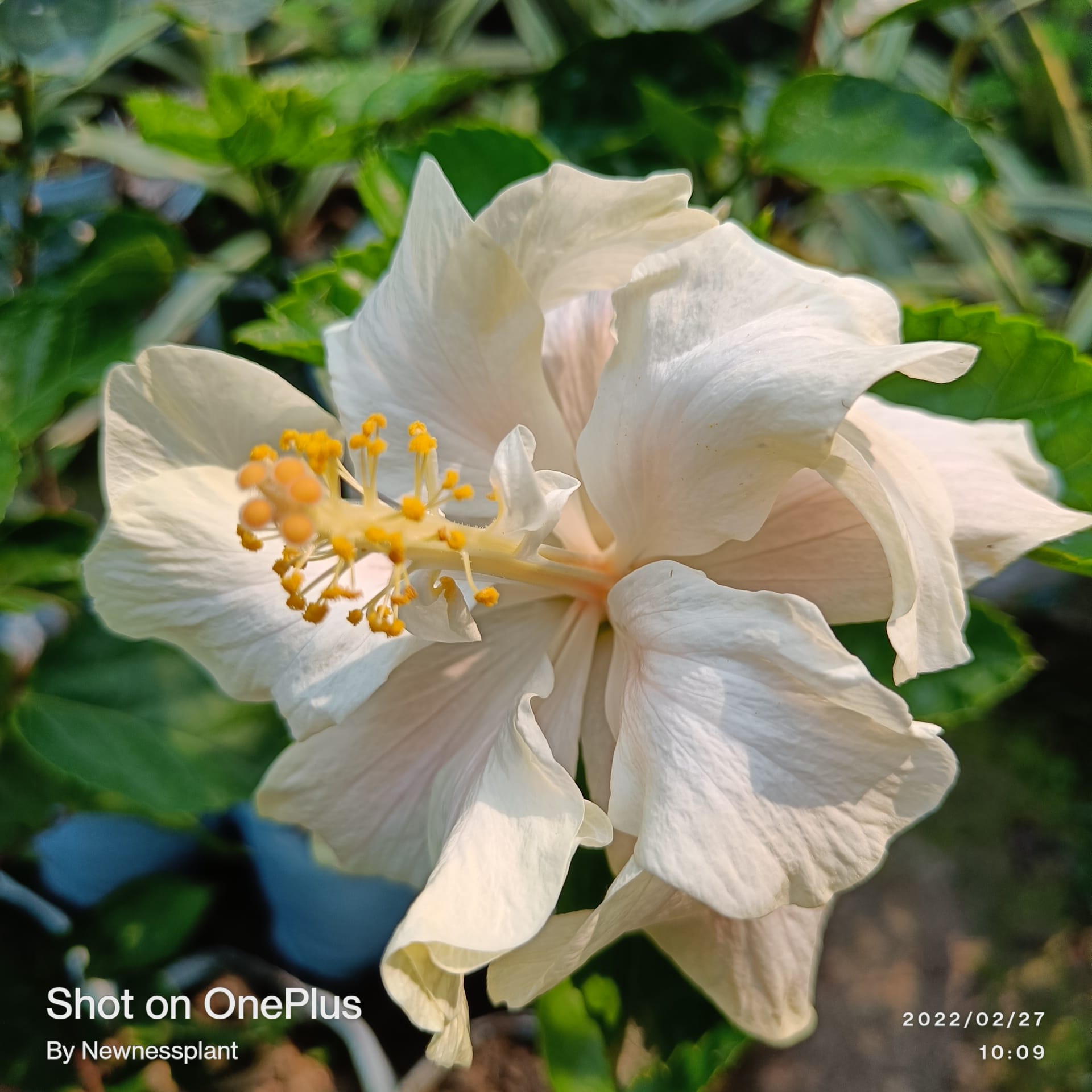 Austrian White Thoka Hibiscus | Premium Grafted Flowering Plant — photo 2
