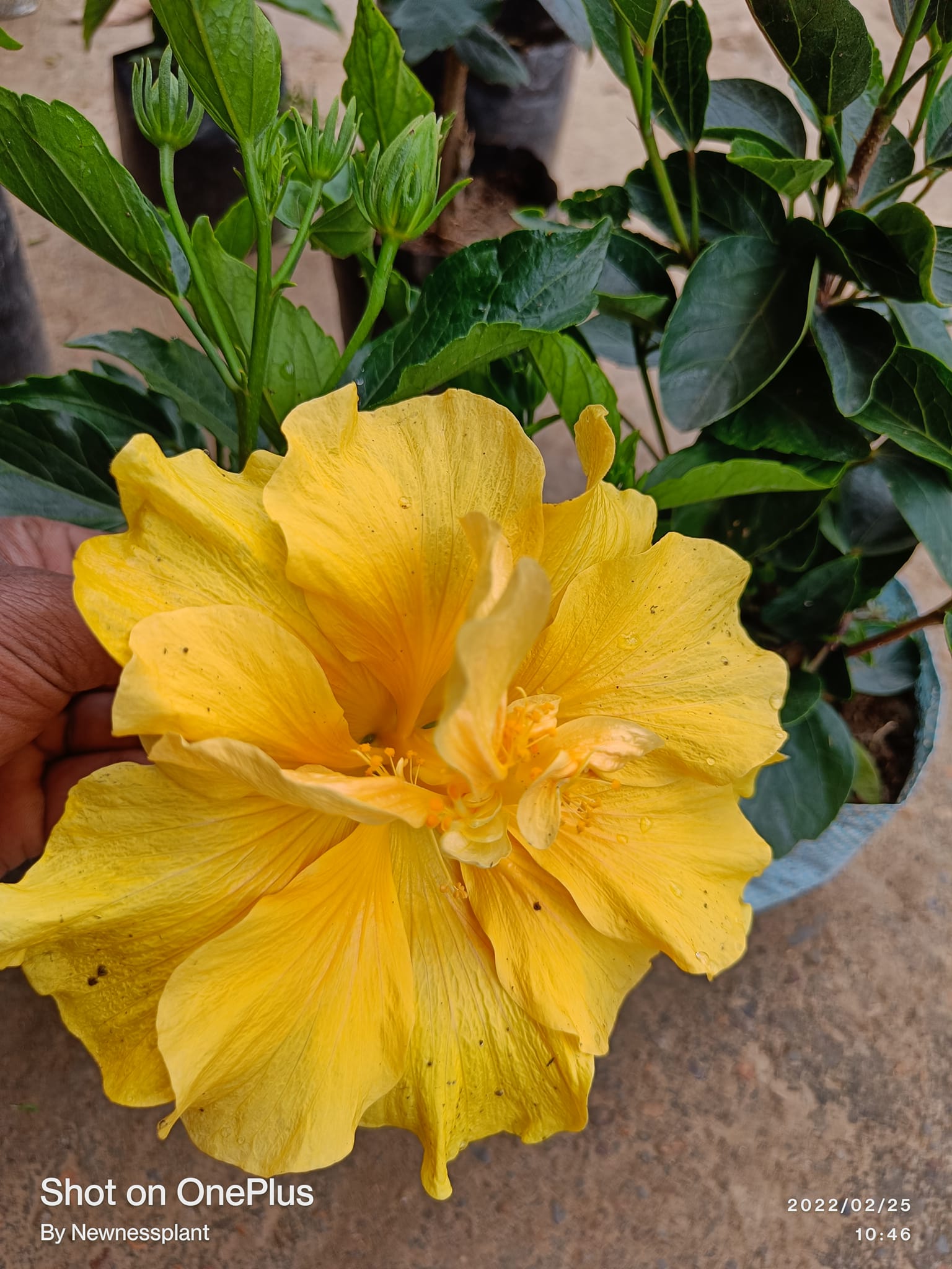 Yellow Thoka Hibiscus | Premium Double Petal Grafted Hibiscus Plant