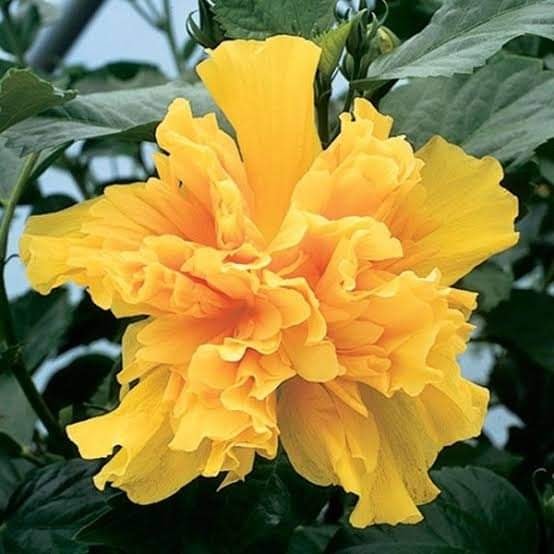 Yellow Thoka Hibiscus | Premium Double Petal Grafted Hibiscus Plant — photo 2