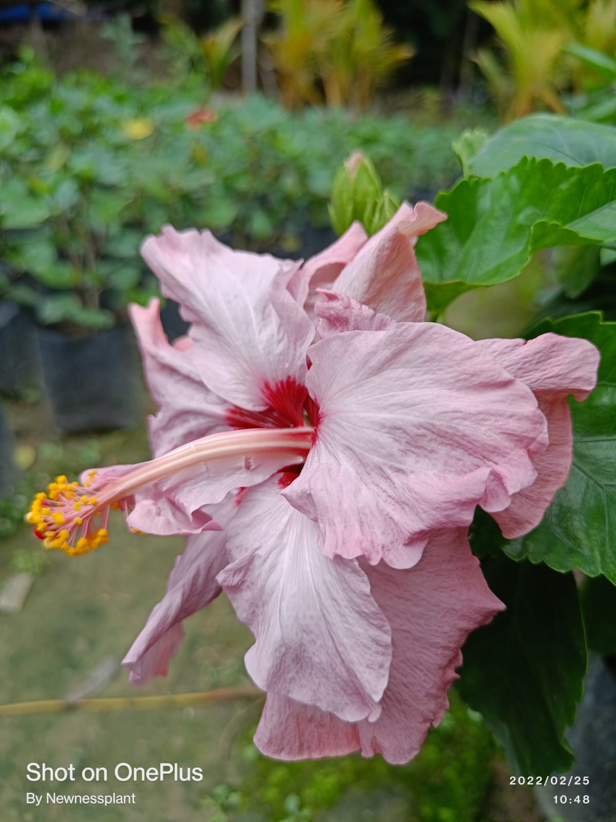BlueBard Pink – Red Eye Hibiscus | Premium Grafted Flowering Plant