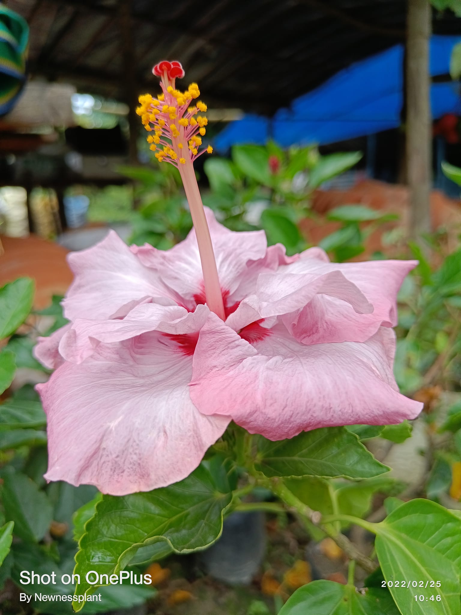 BlueBard Pink – Red Eye Hibiscus | Premium Grafted Flowering Plant — photo 2
