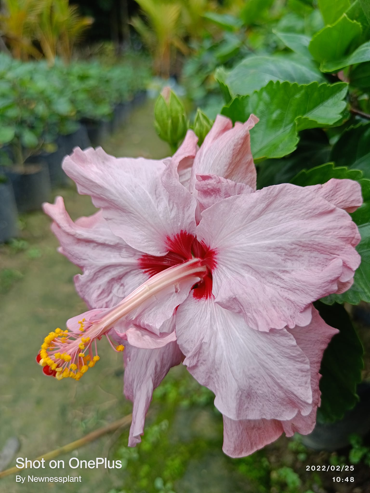 BlueBard Pink – Red Eye Hibiscus | Premium Grafted Flowering Plant — photo 3