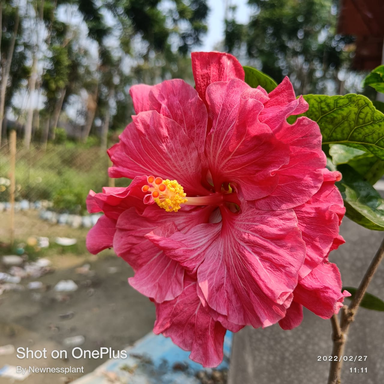 Austrian Pink Ruffled Hibiscus | Premium Grafted Flowering Plant