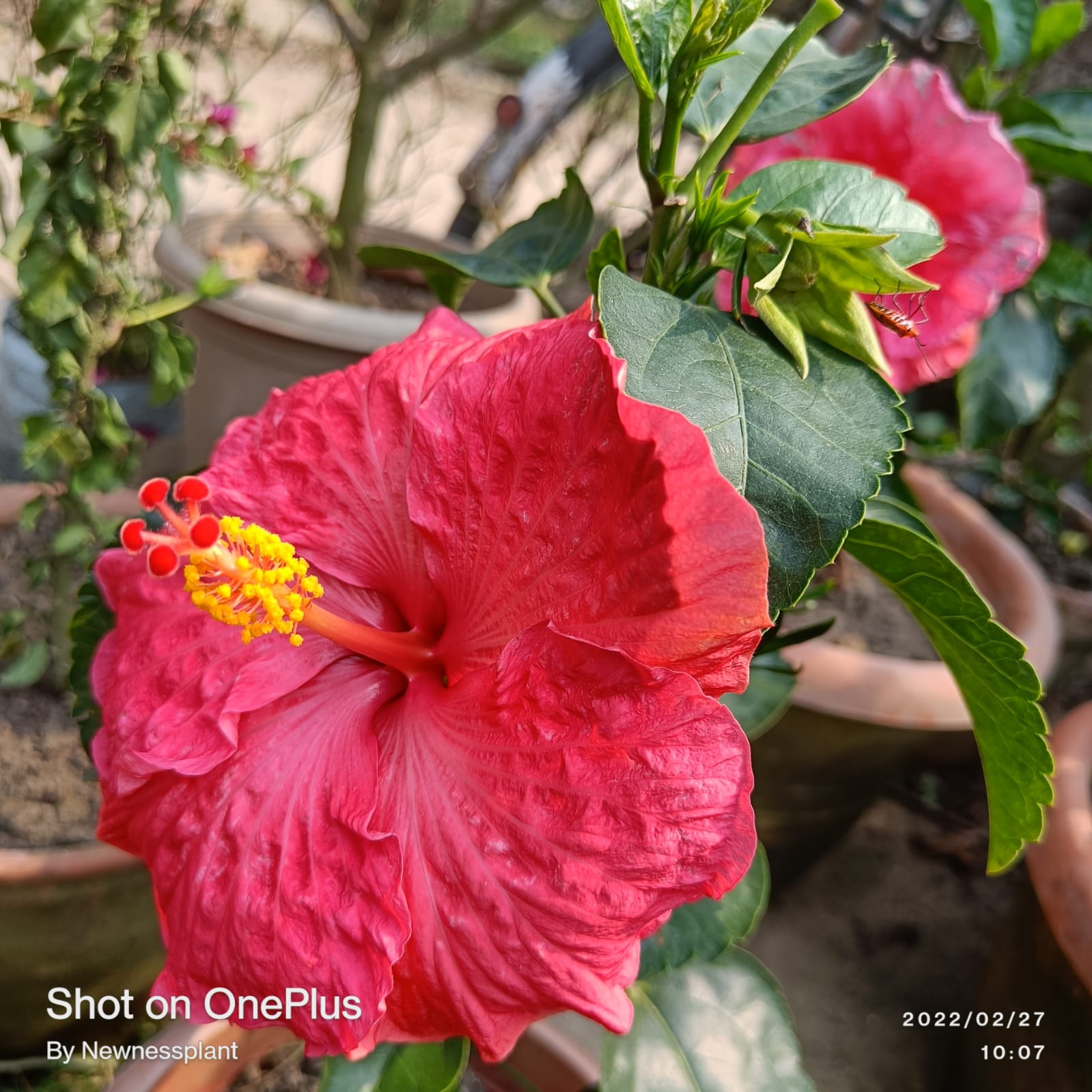 Austrian Pink Ruffled Hibiscus | Premium Grafted Flowering Plant — photo 2