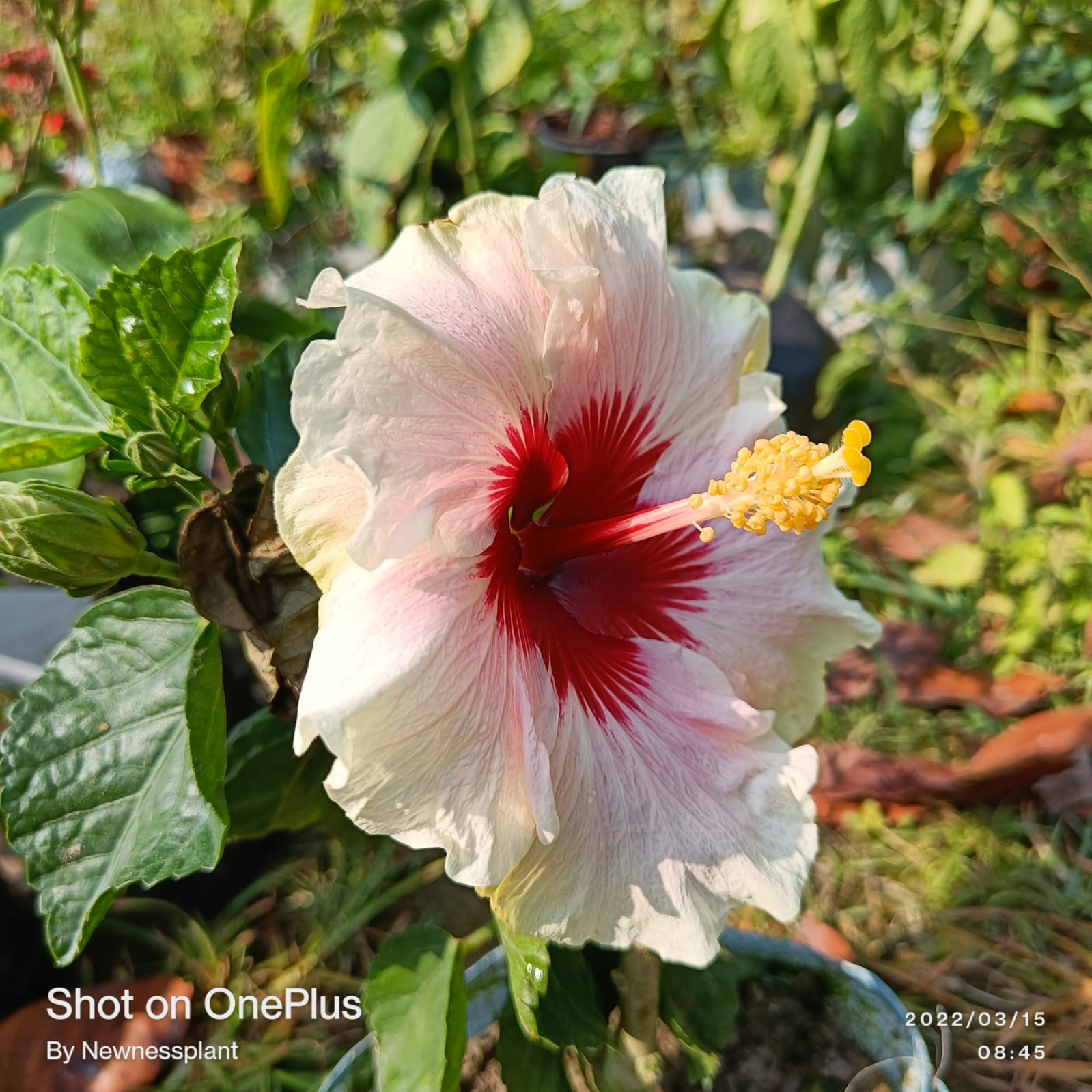 Austrian White – Red Center Hibiscus | Premium Grafted Flowering Plant — photo 2