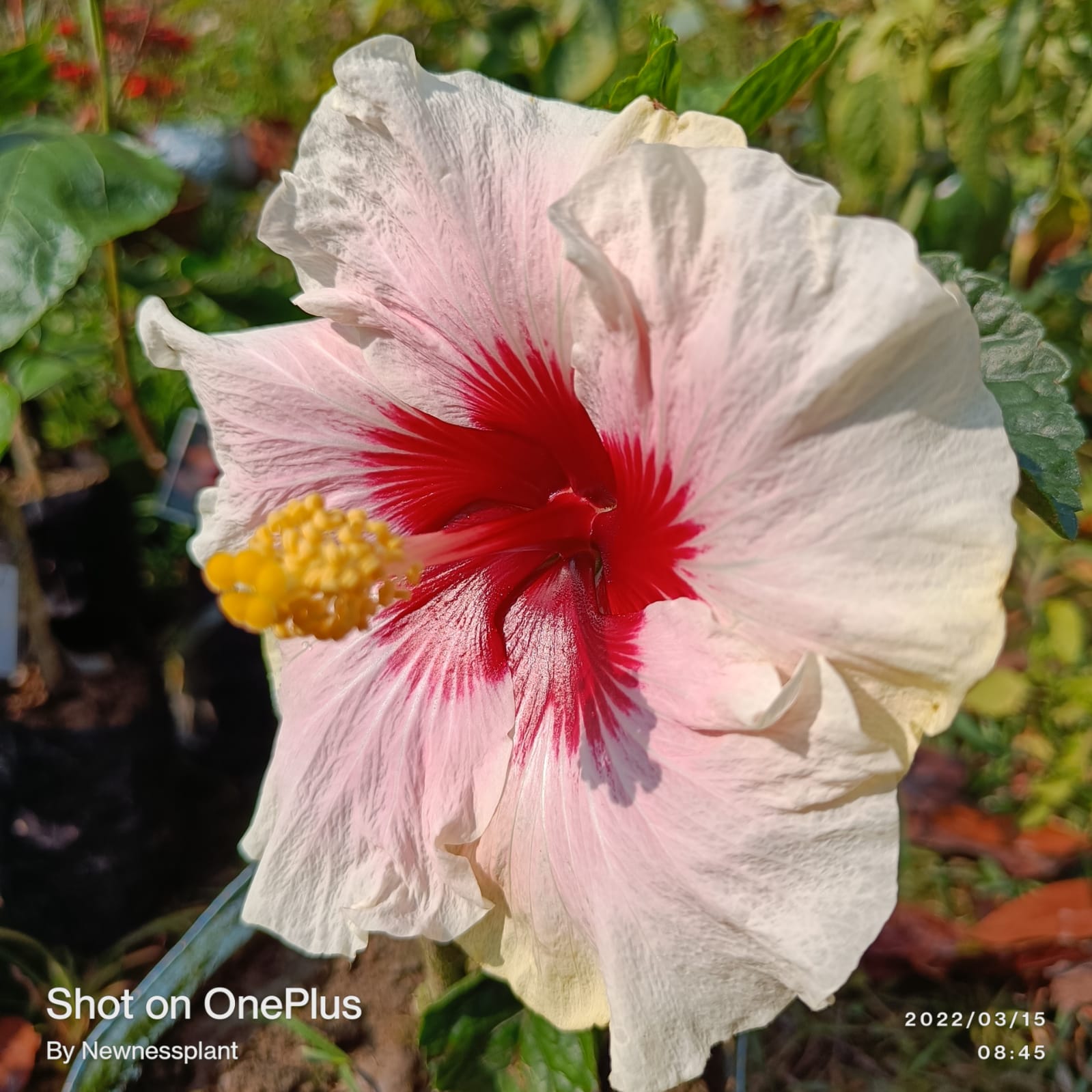 Austrian White – Red Center Hibiscus | Premium Grafted Flowering Plant — photo 3