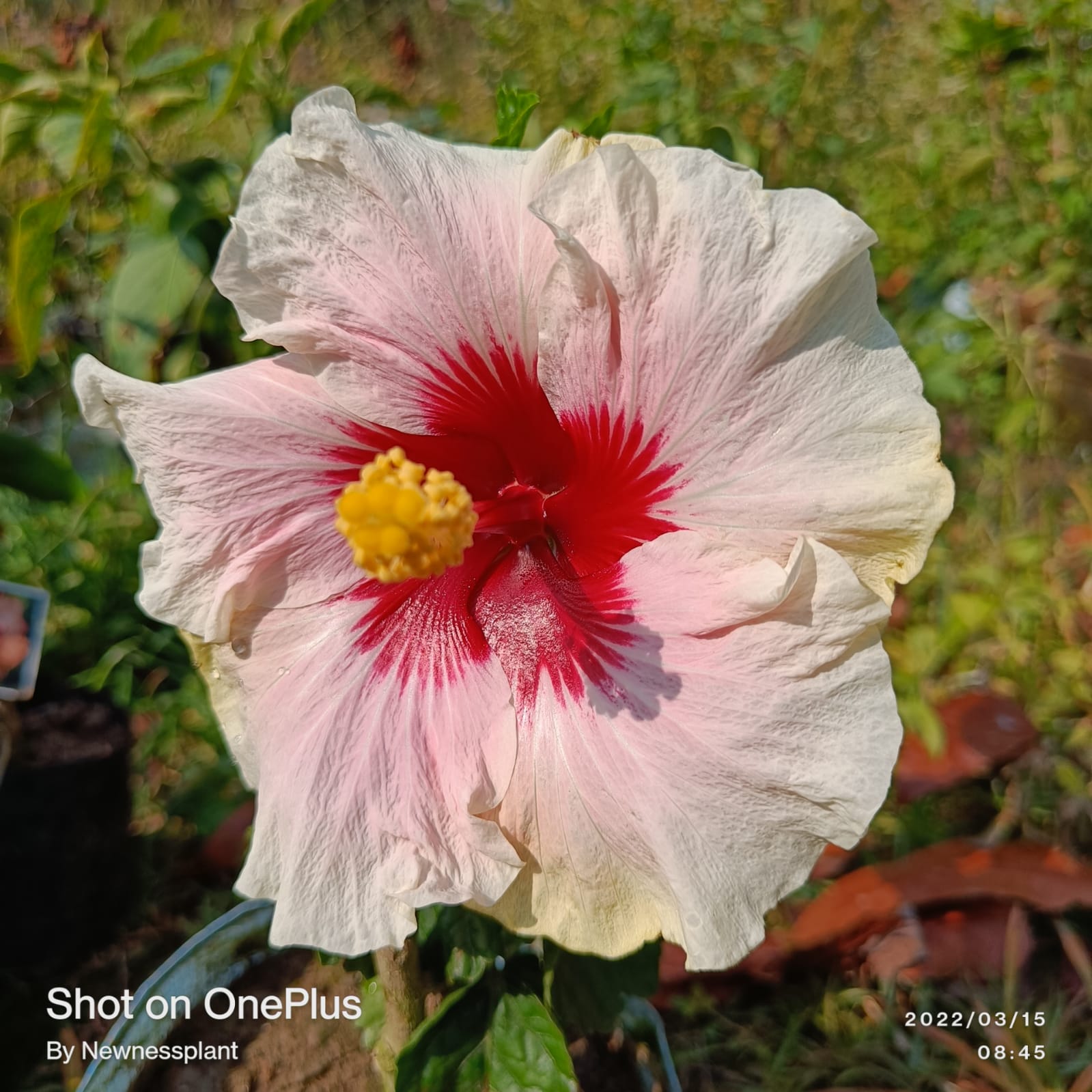 Austrian White – Red Center Hibiscus | Premium Grafted Flowering Plant — photo 4