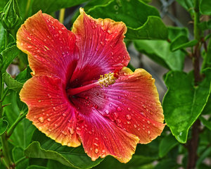 Australian Yellow – Red Shaded Hibiscus | Premium Grafted Flowering Plant