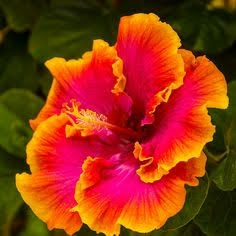 Australian Yellow – Red Shaded Hibiscus | Premium Grafted Flowering Plant — photo 2