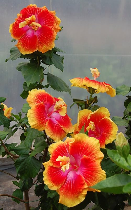 Australian Yellow – Red Shaded Hibiscus | Premium Grafted Flowering Plant — photo 3
