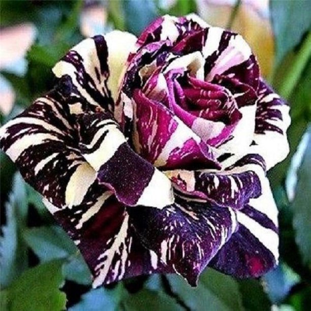 Abracadabra Striped Rose Plant | Rare Grafted Hybrid Variety