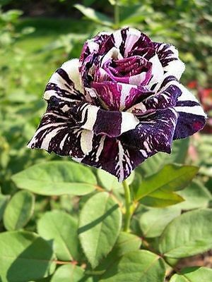Abracadabra Striped Rose Plant | Rare Grafted Hybrid Variety — photo 2