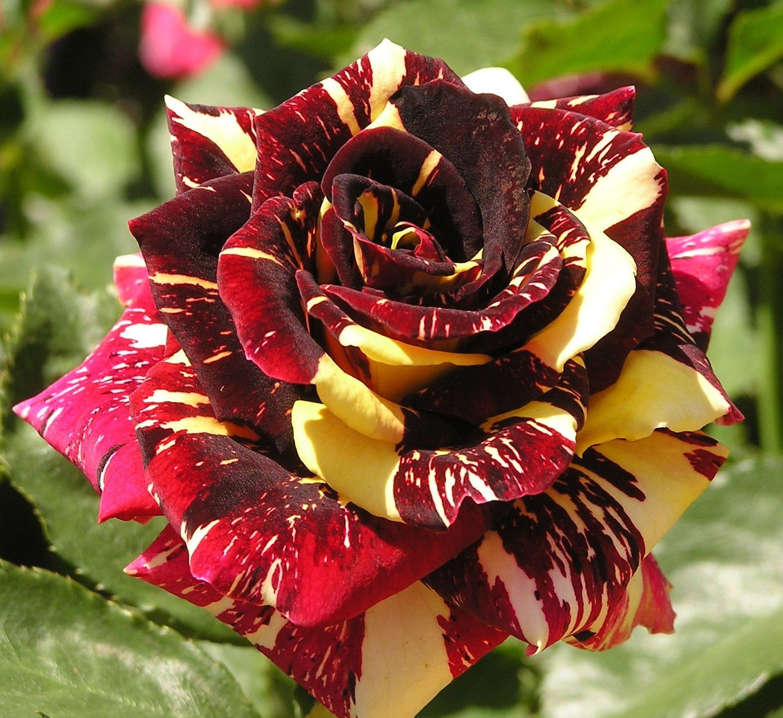 Abracadabra Rose Plant | Rare Striped Grafted Rose | Premium Flowering Plant