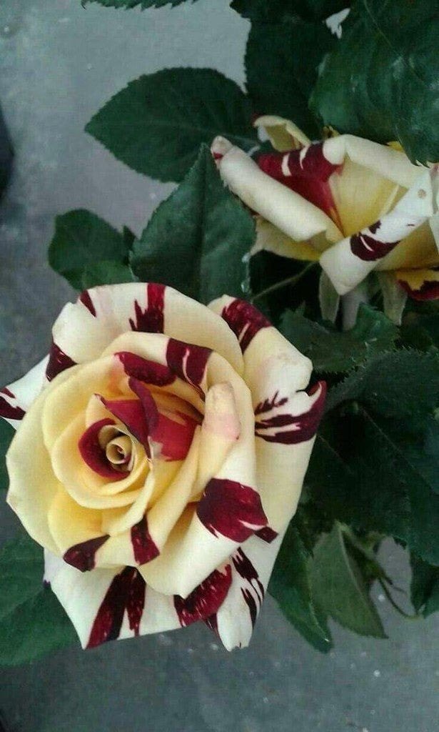 Yellow – Maroon Abracadabra Rose | Rare Grafted Strip Rose Plant