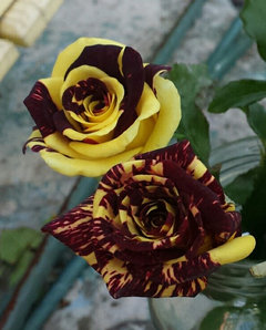 Yellow – Maroon Abracadabra Rose | Rare Grafted Strip Rose Plant — photo 2