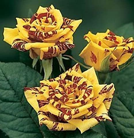 Yellow – Maroon Abracadabra Rose | Rare Grafted Strip Rose Plant — photo 3
