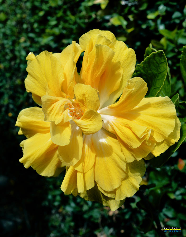Australian Yellow Thoka Hibiscus | Premium Grafted Double Bloom Plant