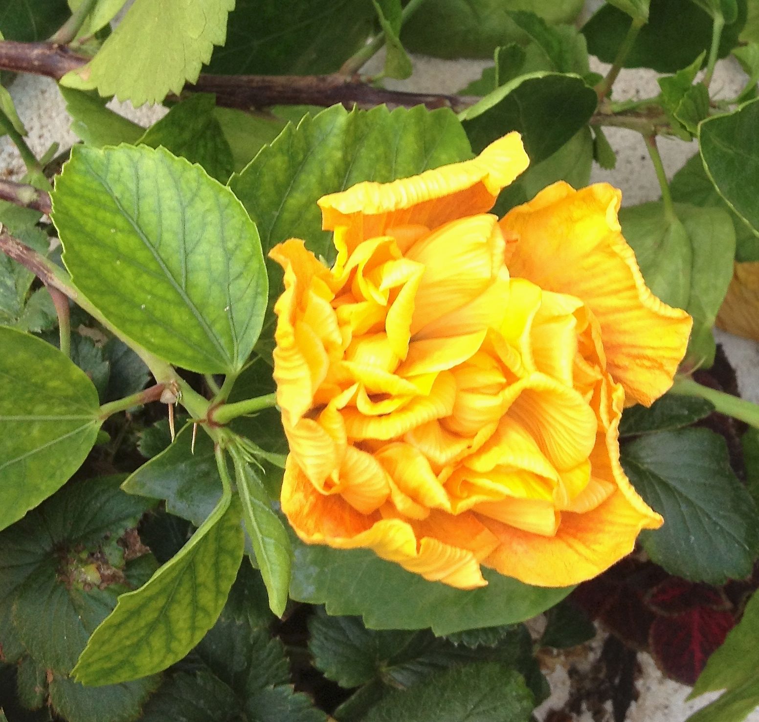 Australian Yellow Thoka Hibiscus | Premium Grafted Double Bloom Plant — photo 2