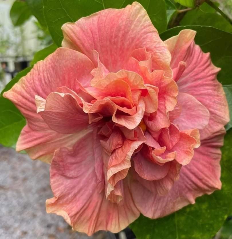 Australian Peach Double Hibiscus | Premium Grafted Flowering Plant