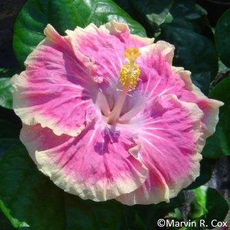 Austrian Pink Splash Hibiscus | Premium Grafted Flowering Plant