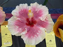 Austrian Pink Splash Hibiscus | Premium Grafted Flowering Plant — photo 2