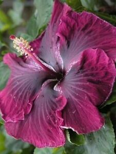 Austrian Black-Cherry Purple Hibiscus | Premium Grafted Flowering Plant