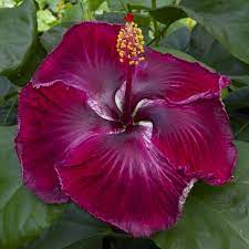 Austrian Black-Cherry Purple Hibiscus | Premium Grafted Flowering Plant — photo 2