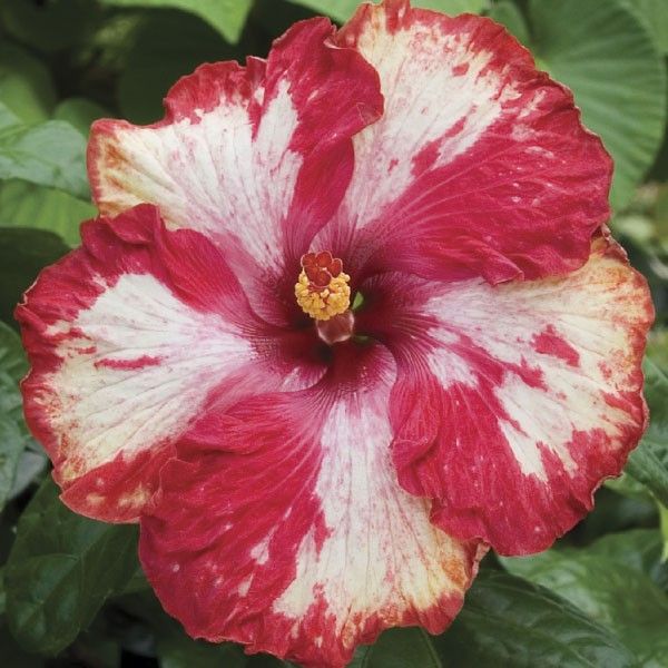 Austrian Hibiscus Red – White Splash | Premium Grafted Flowering Plant